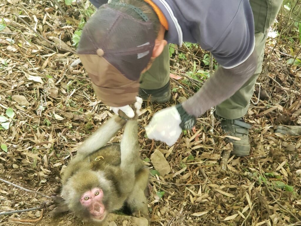 カメラを見るメスザル