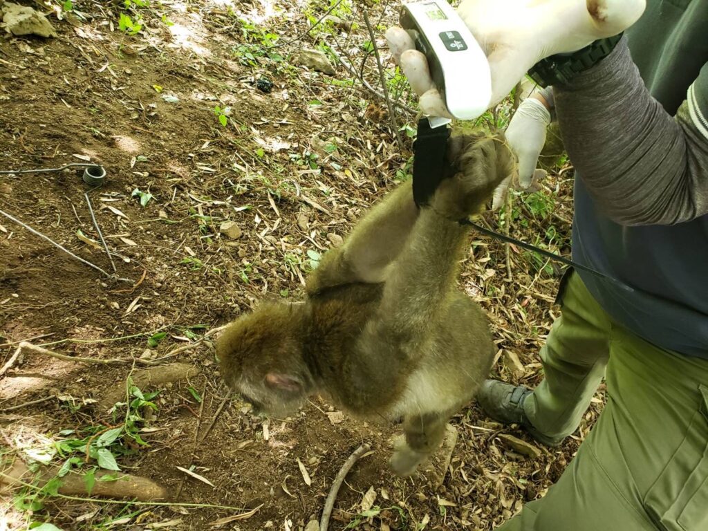 後ろ手に縛られるメスザル