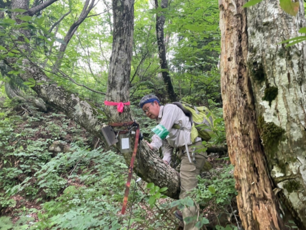 自動撮影カメラを木に取りつける