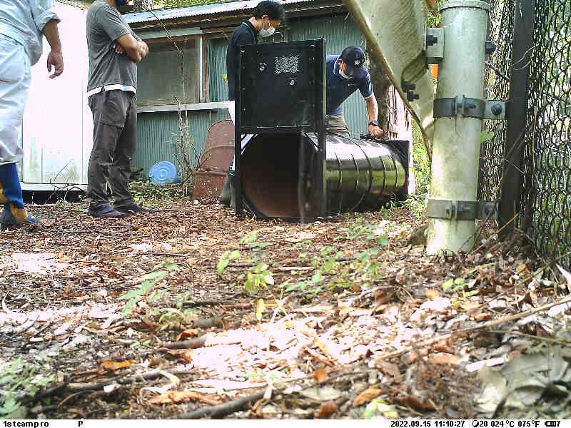 ツキノワグマ捕獲用の檻を設置する