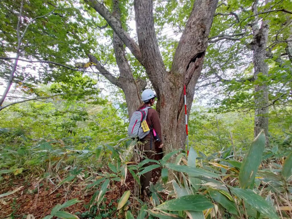 クマの冬眠穴　樹洞