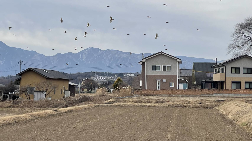 住宅地に飛来するカワラヒワの群れ