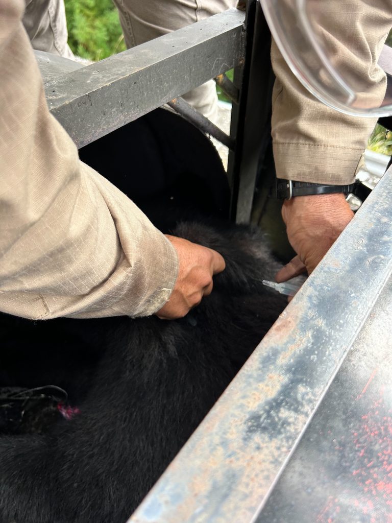 上部からクマの状態を観察しながら注射器・麻酔で慎重に対応